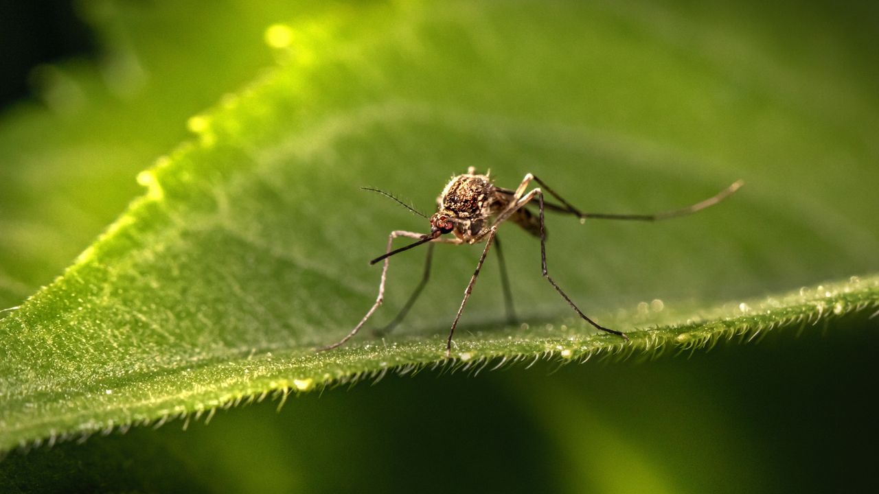 We Now Understand Why Mosquitoes Have an “Unbreakable” Ability To Smell Humans