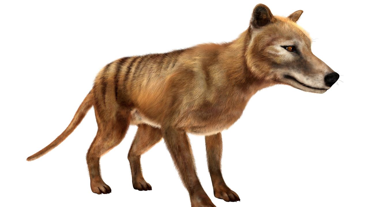 Meet the Scientists Bringing Back the Extinct Tasmanian Tiger