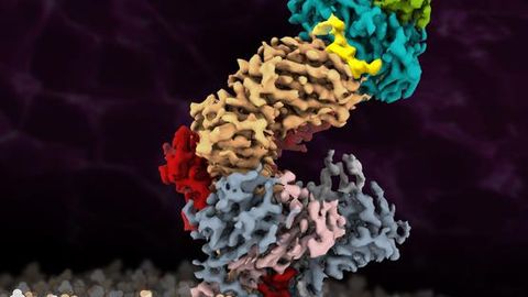 First Atomic Resolution Image of Antigen-Bound T-Cell Receptor Complex
