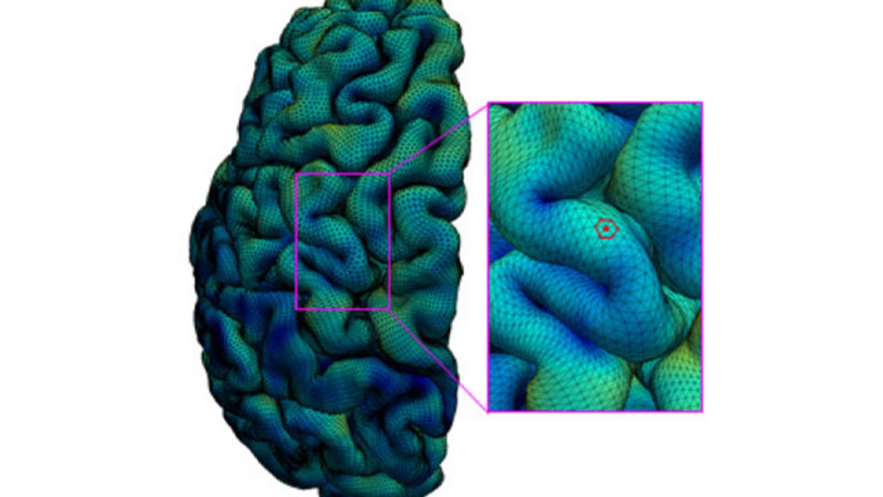 New Map of the Developing Cerebral Cortex Created