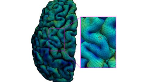 New Map of the Developing Cerebral Cortex Created