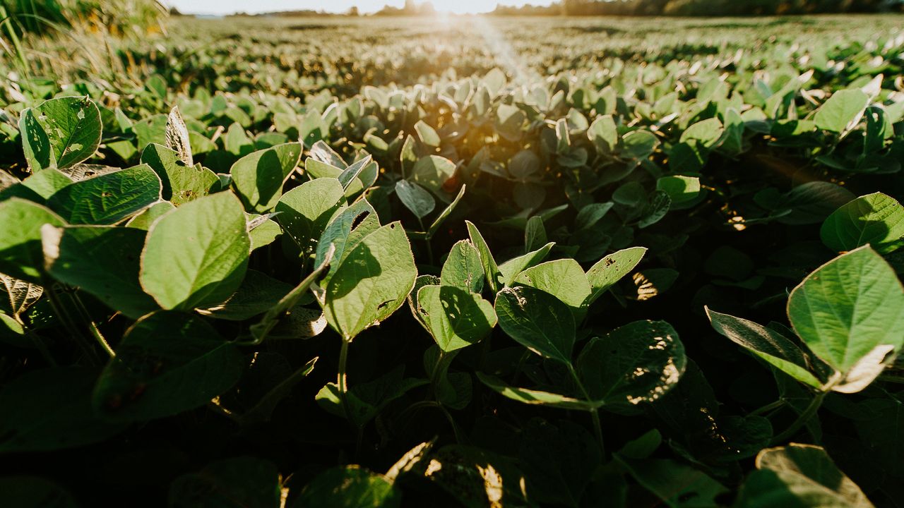 Bioengineering Better Photosynthesis in Food Crops Increases Yields
