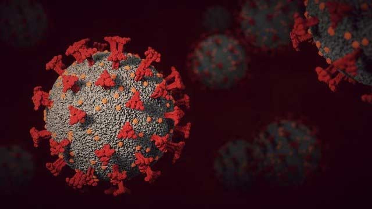 Three Natural Compounds Show Promise Against Coronavirus