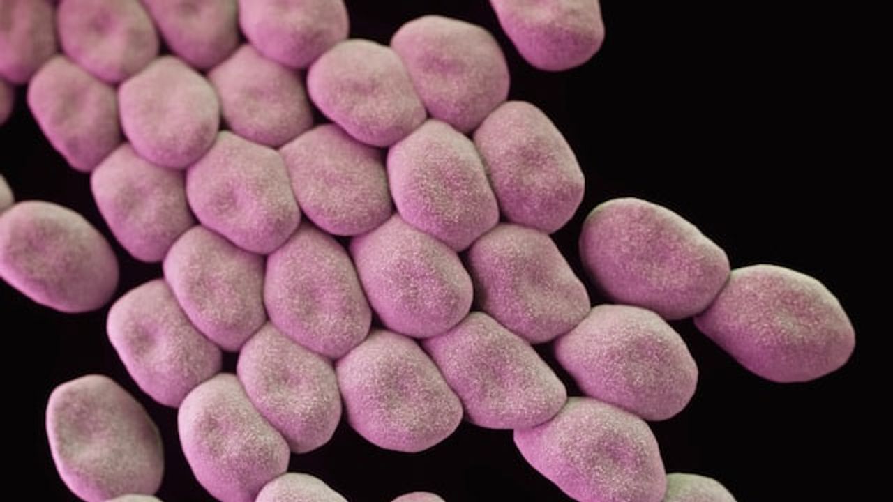 Hospital Superbug Spreads Across Surfaces Using Ultrathin Stretchy Fibers