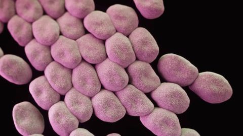 Hospital Superbug Spreads Across Surfaces Using Ultrathin Stretchy Fibers