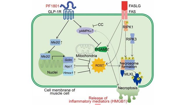 muscle wasting glp-1 Repurposed Diabetes Drug May Be Key To Treating Muscle Wasting Disease
