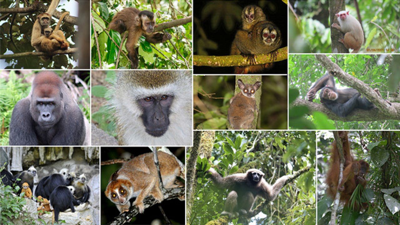 Areas Managed by Indigenous Peoples Tend To Have More Primate Biodiversity