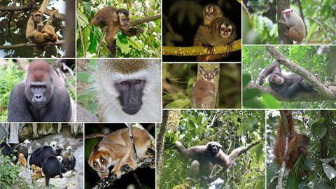 Areas Managed by Indigenous Peoples Tend To Have More Primate Biodiversity