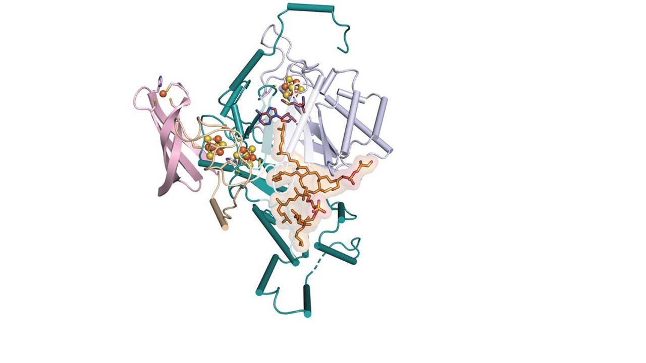 Missing Step in Lipid Formation Could Enable Detection of Past Climate