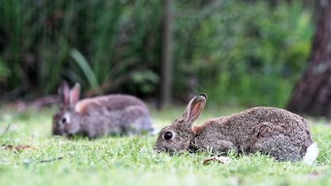 DNA Solves Australian Rabbit Plague Puzzle