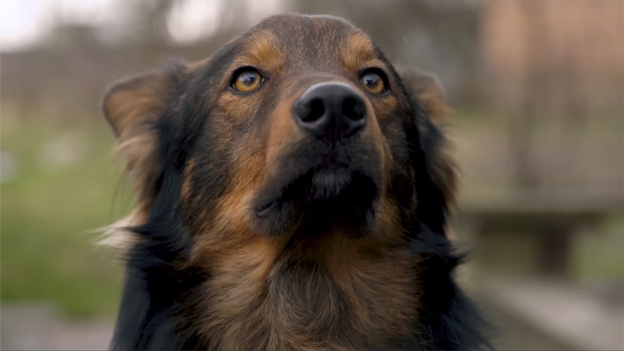The Problem Dogs Solved That We Couldn't