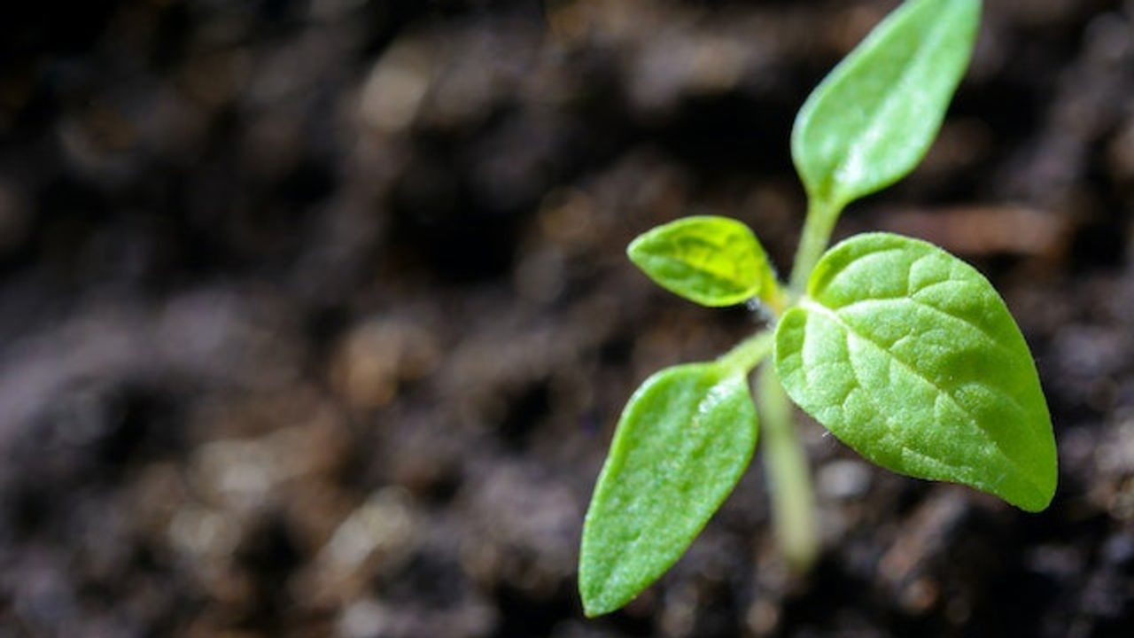 Plant Immune Signals Help Them Cope With Abiotic Stressors