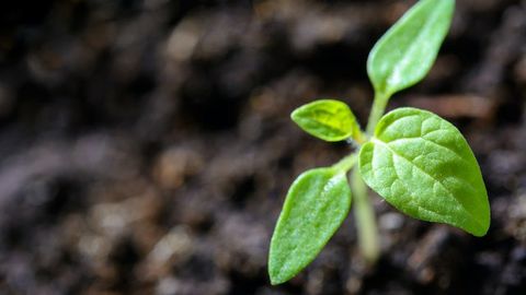 Plant Immune Signals Help Them Cope With Abiotic Stressors