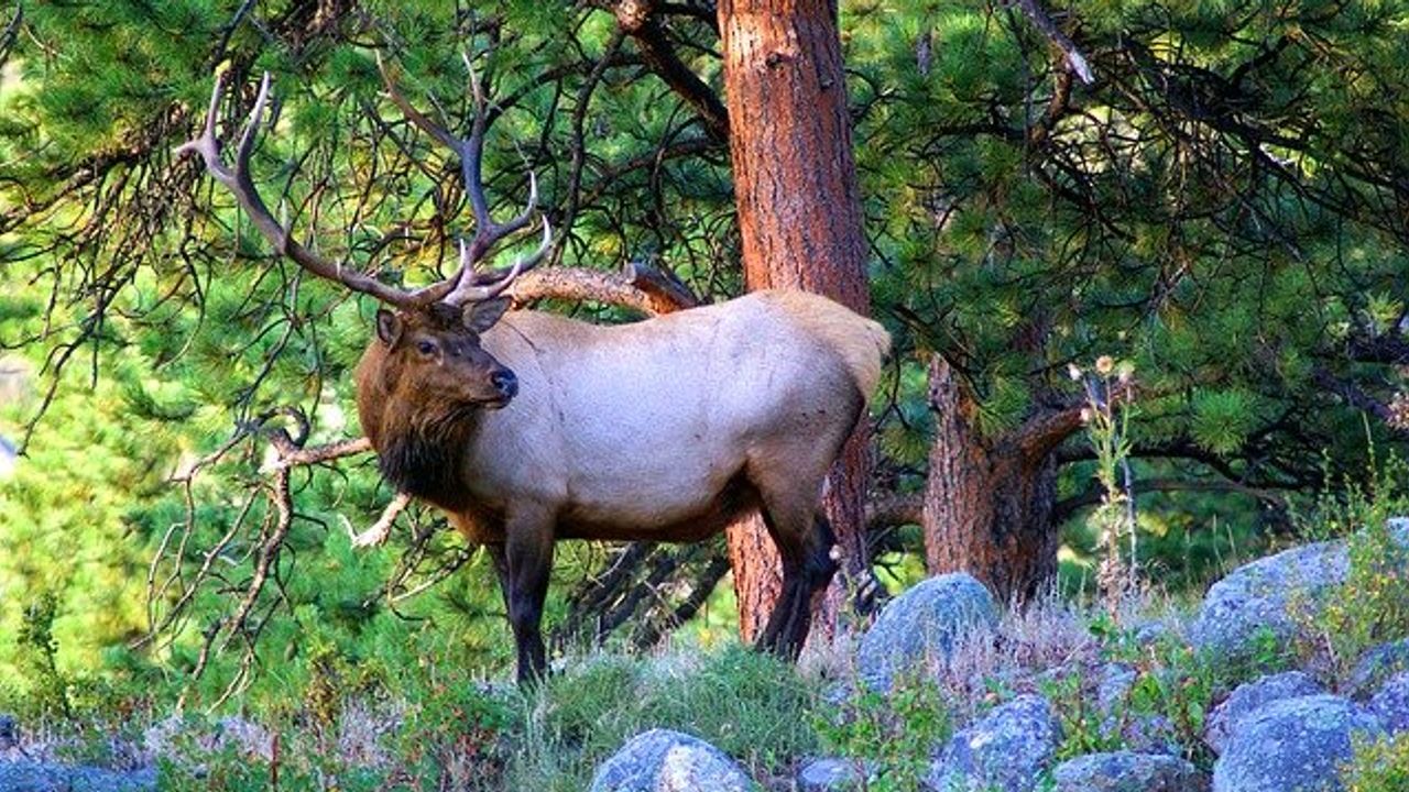 Risks of Lead Exposure From Bullets Used in Big Game Hunting Investigated
