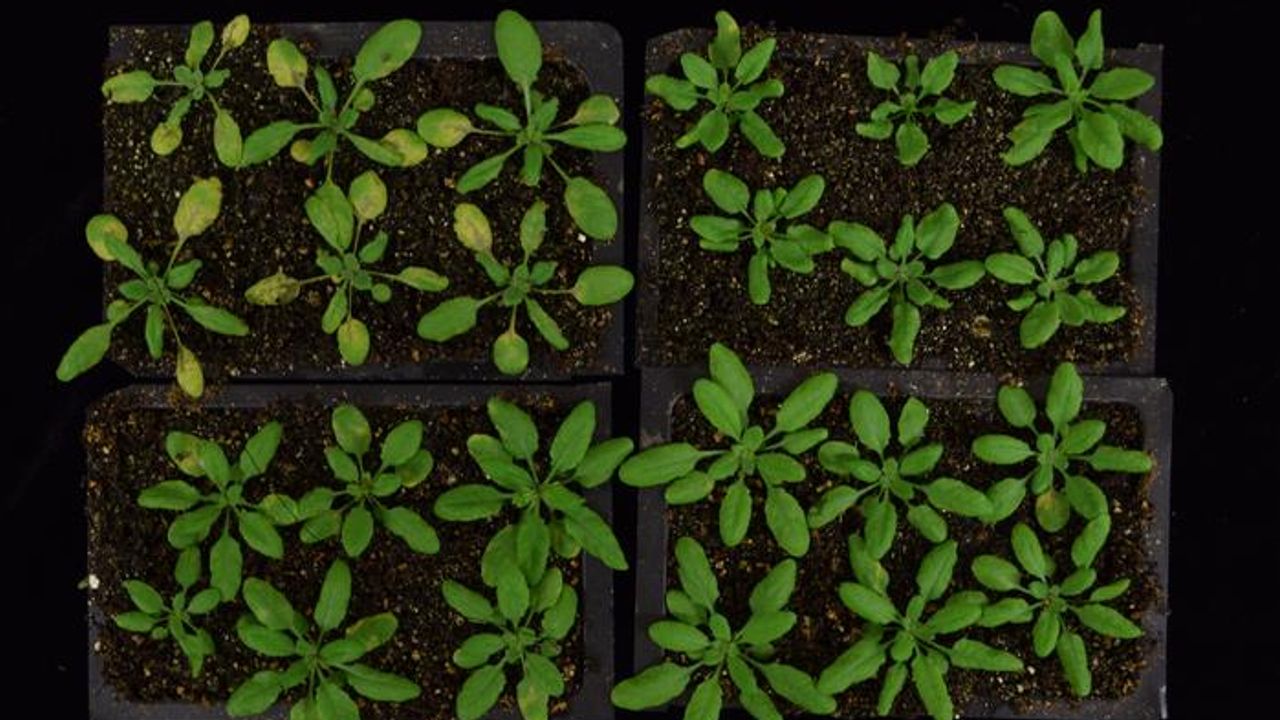 How Plants Reprogram Their Cells To Fight Invaders