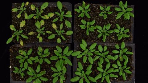 How Plants Reprogram Their Cells To Fight Invaders