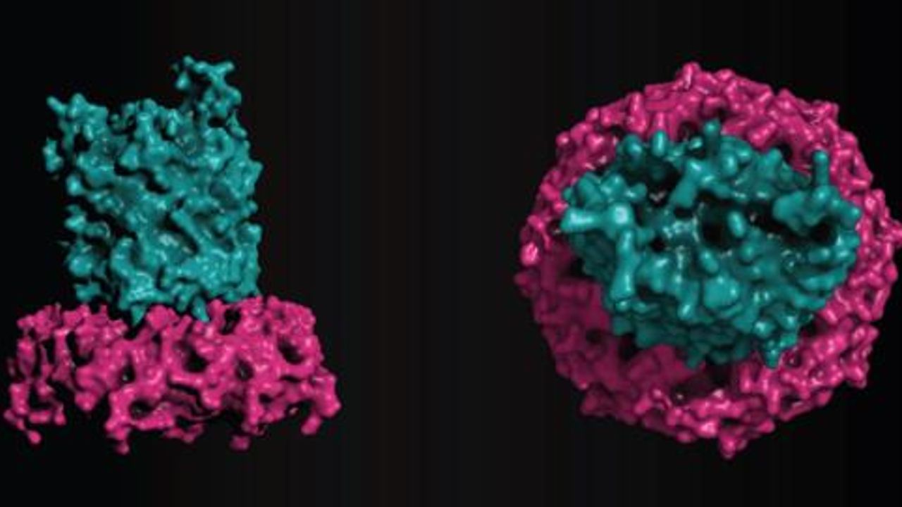 Novel Mechanism for Bacterial Polysaccharide Export Discovered