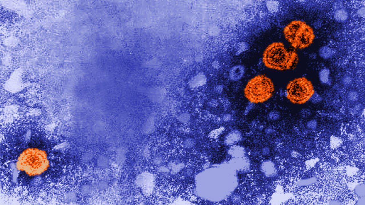 New Immunological Therapy for Chronic Hepatitis B and D Infections