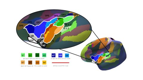Seven New Areas of the Insular Cortex Identified