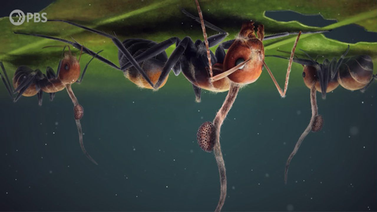 The Fungi That Turned Ants Into Zombies