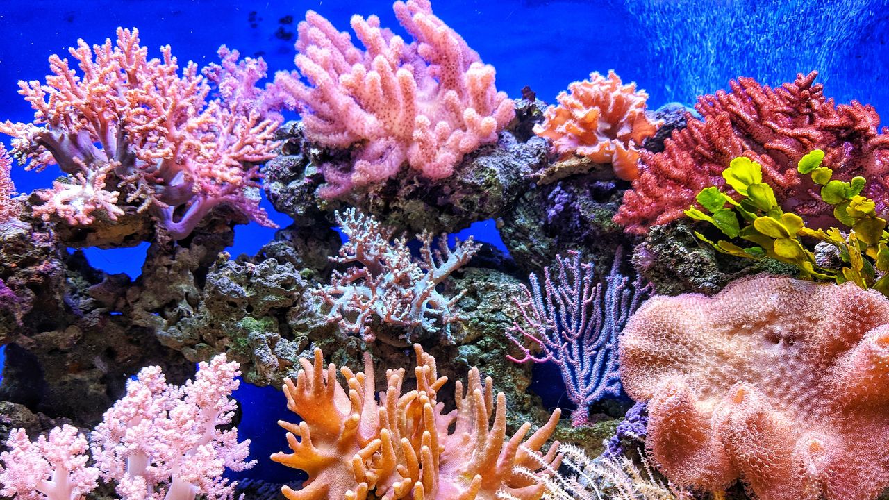 Adjuvant Derived From Marine Sponges Boosts Effect of COVID-19 Vaccine