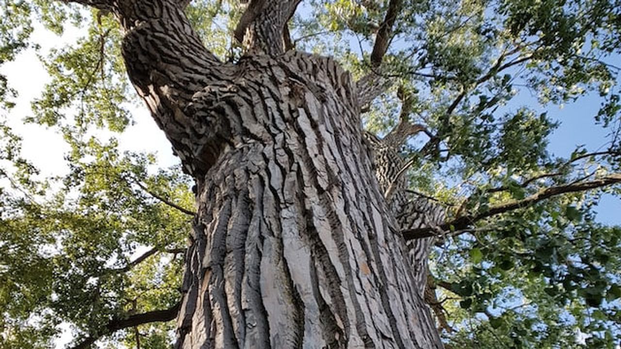 Tree Compound Has Potential To Kill Drug-Resistant Bacteria