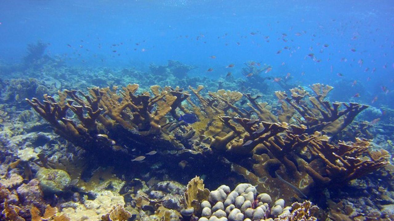 Coral Can Pass Somatic Mutations Down to Offspring