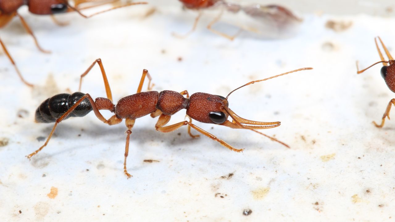 Anti-Insulin Signals Help Queen Ants Live Long and Prosper