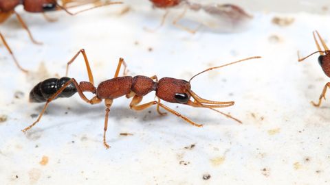 Anti-Insulin Signals Help Queen Ants Live Long and Prosper