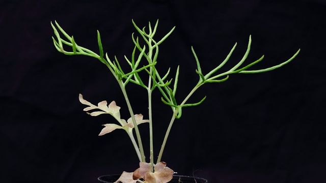 Ferns Finally Get a Full-Length Genome - Vimarsana News