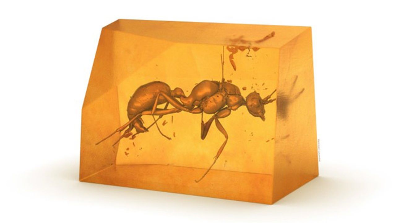 New Species of Ant Discovered