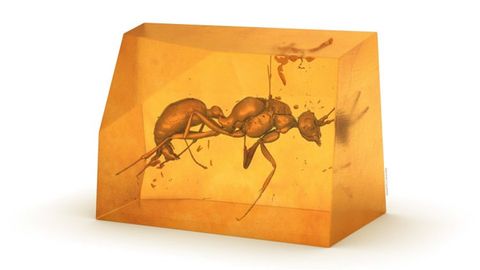 New Species of Ant Discovered