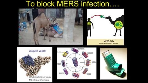 Plant Virus Nanoparticles: New Applications for Developing Countries