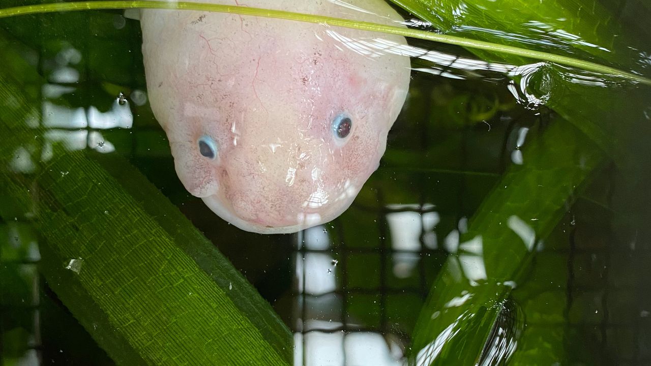 How Axolotls Regrow Their Brains After Injury