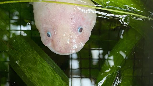 How Axolotls Regrow Their Brains After Injury content piece image 