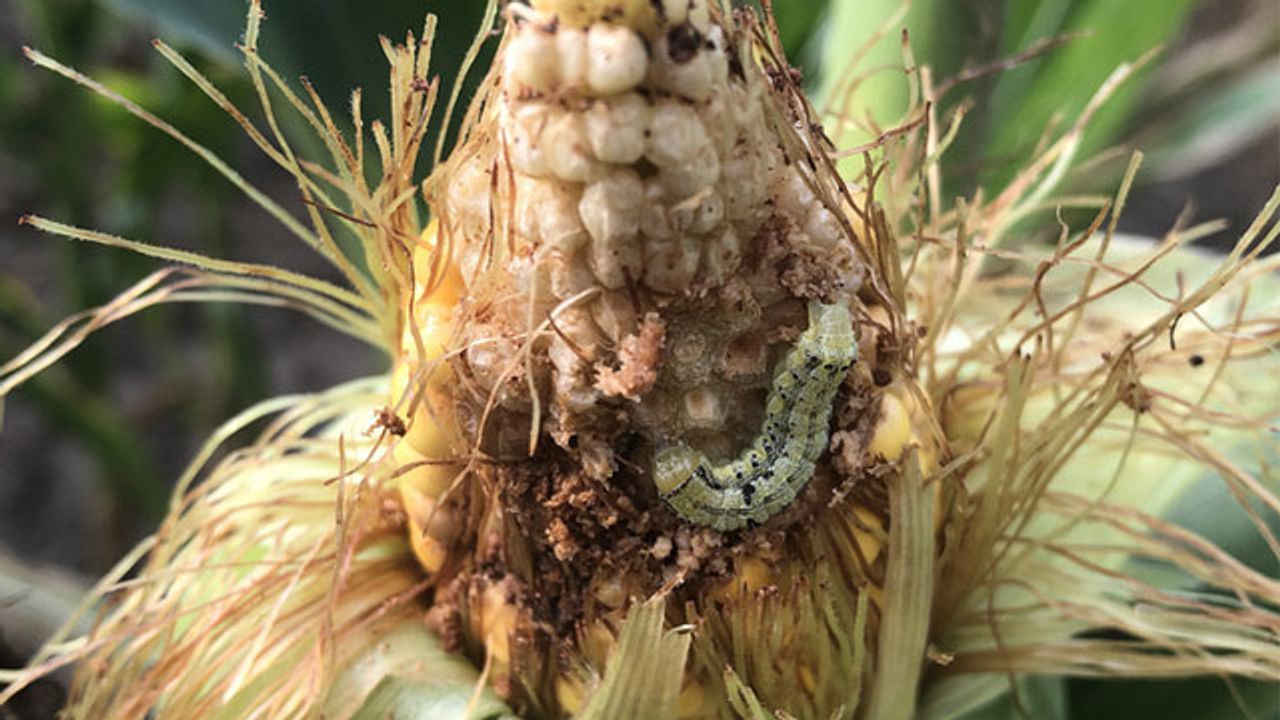 Soil Temperature Predicts Pest Spread in Crops