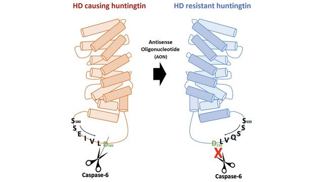 Researchers Develop a Novel Strategy To Tackle Huntington’s Disease content piece image 