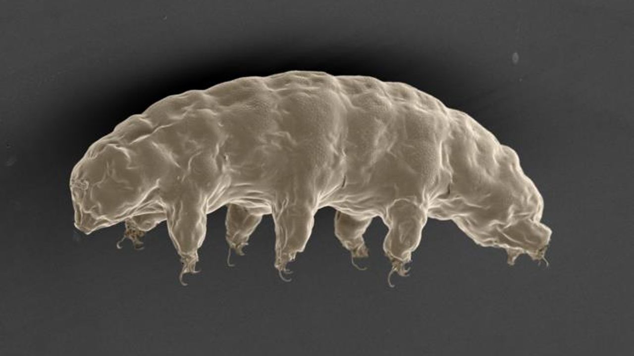 New Mechanism Explains How Water Bears Survive in Some Extreme Conditions