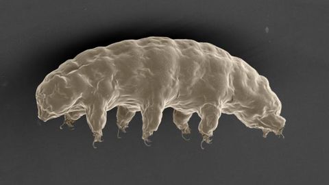 New Mechanism Explains How Water Bears Survive in Some Extreme Conditions