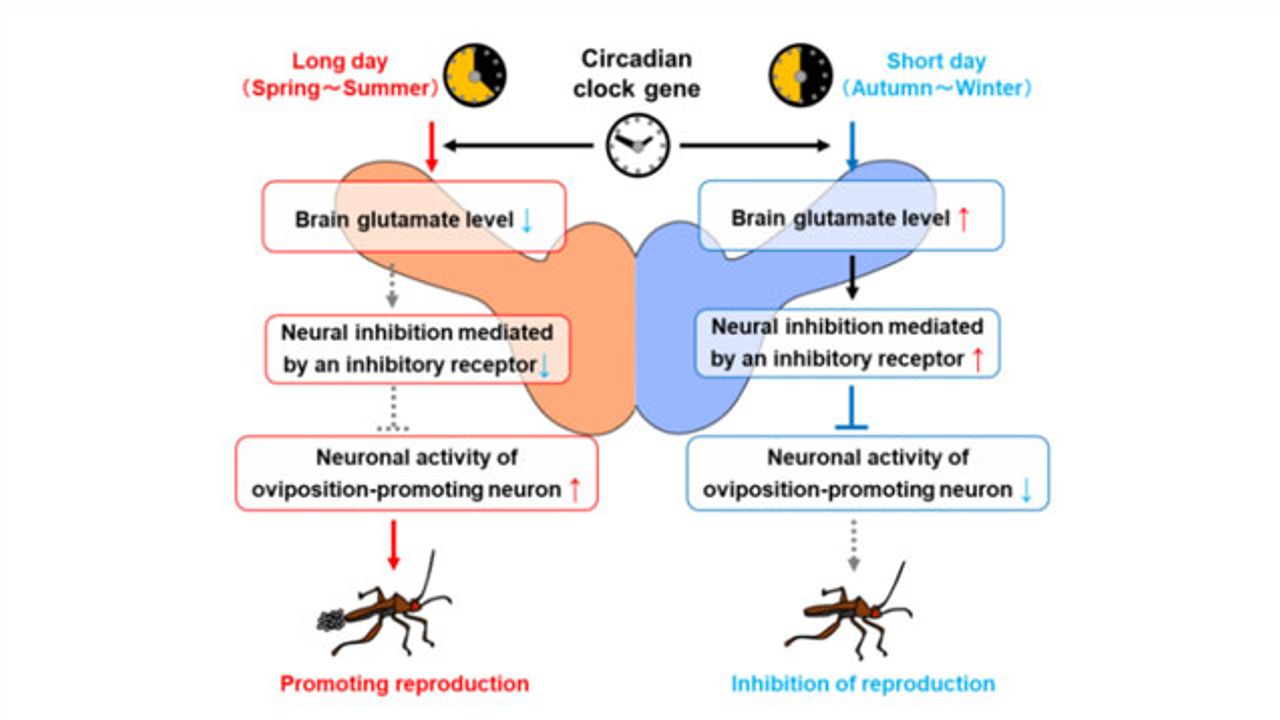 Biological Clock Genes Help Regulate Seasonal Responses in Bean Bugs