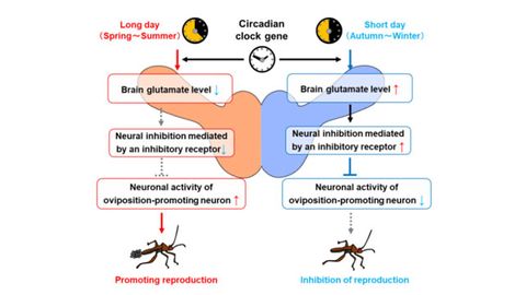 Biological Clock Genes Help Regulate Seasonal Responses in Bean Bugs