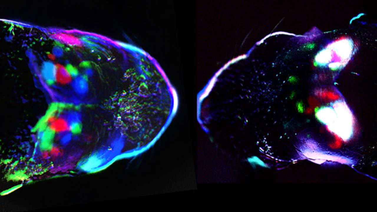 Cortical Spontaneous Activity in Mice