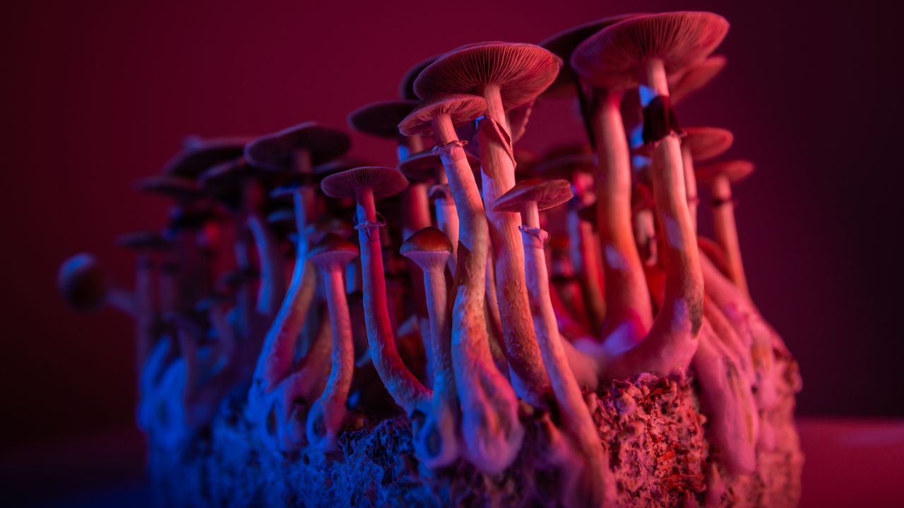 Psilocybin Study To Investigate the Serotonin System in Autism