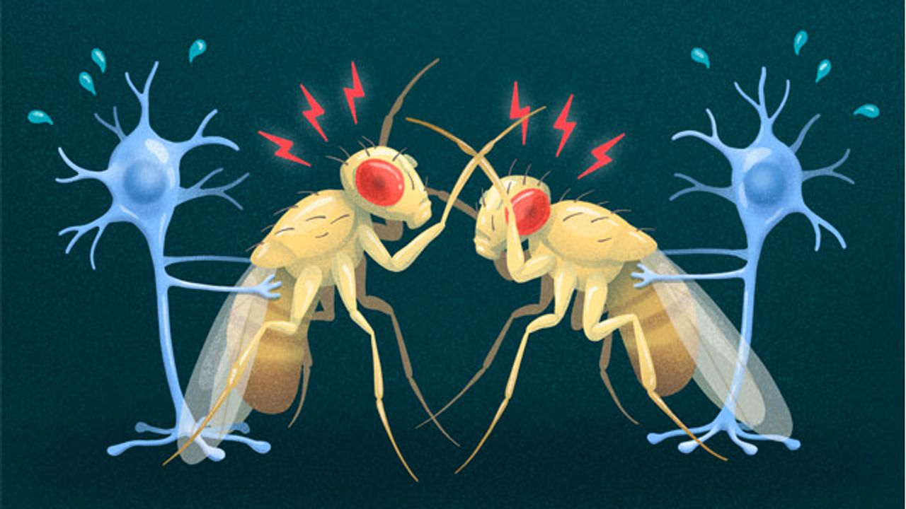 “Nervy” Gene Suppresses Aggression in Fruit Flies