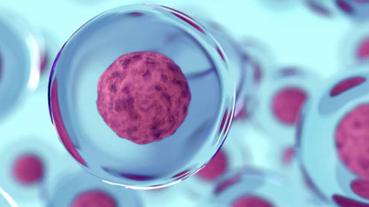 Cryogenically Storing Animal Cell Cultures