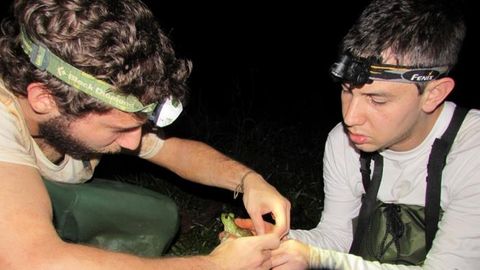 The Most Comprehensive Genetic Analysis of the American Bullfrog Ever