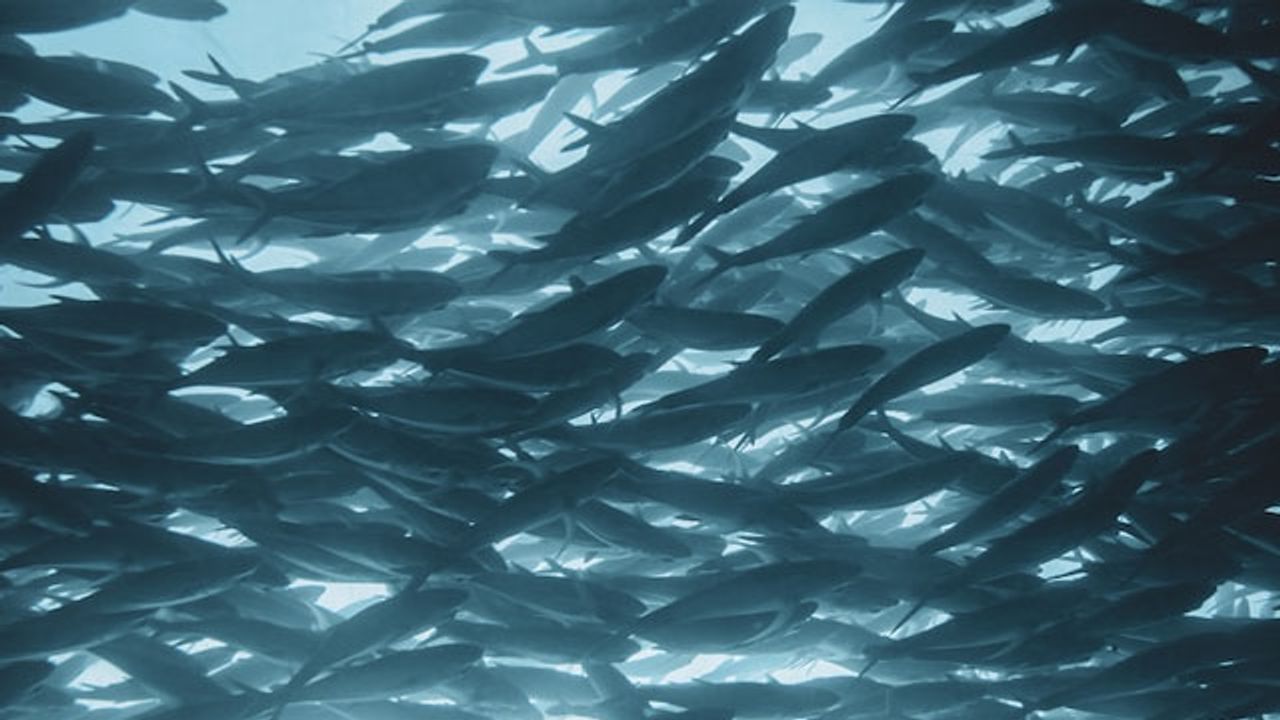 Wild Fish Thrive in Spite of “Hopeless Monster” Mutations