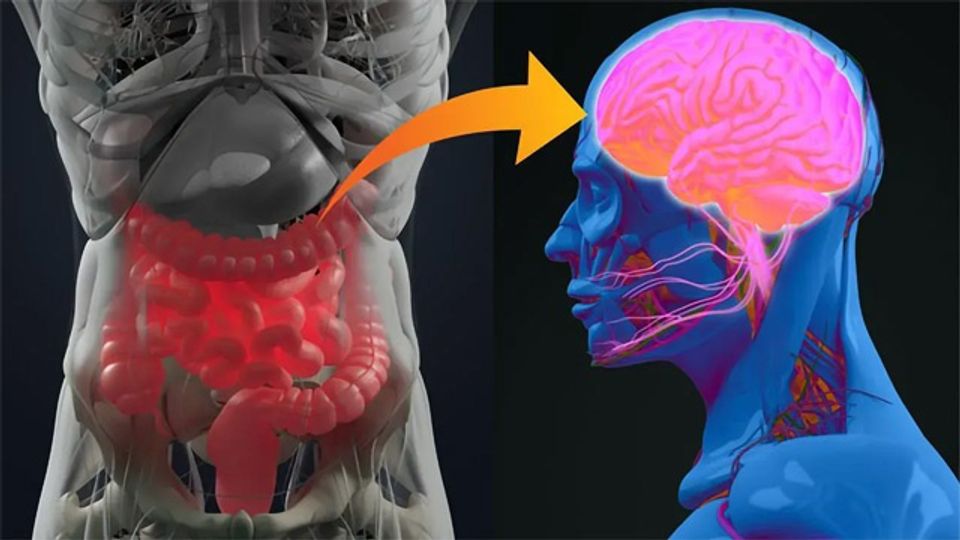 Stimulating the Vagus Nerve Strengthens the Gut-Brain Axis content piece image