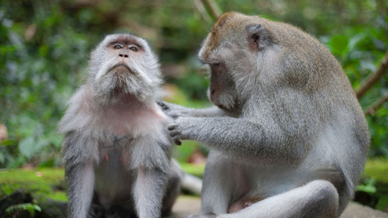 How Protein Differences Across Species Drive Biological Diversity