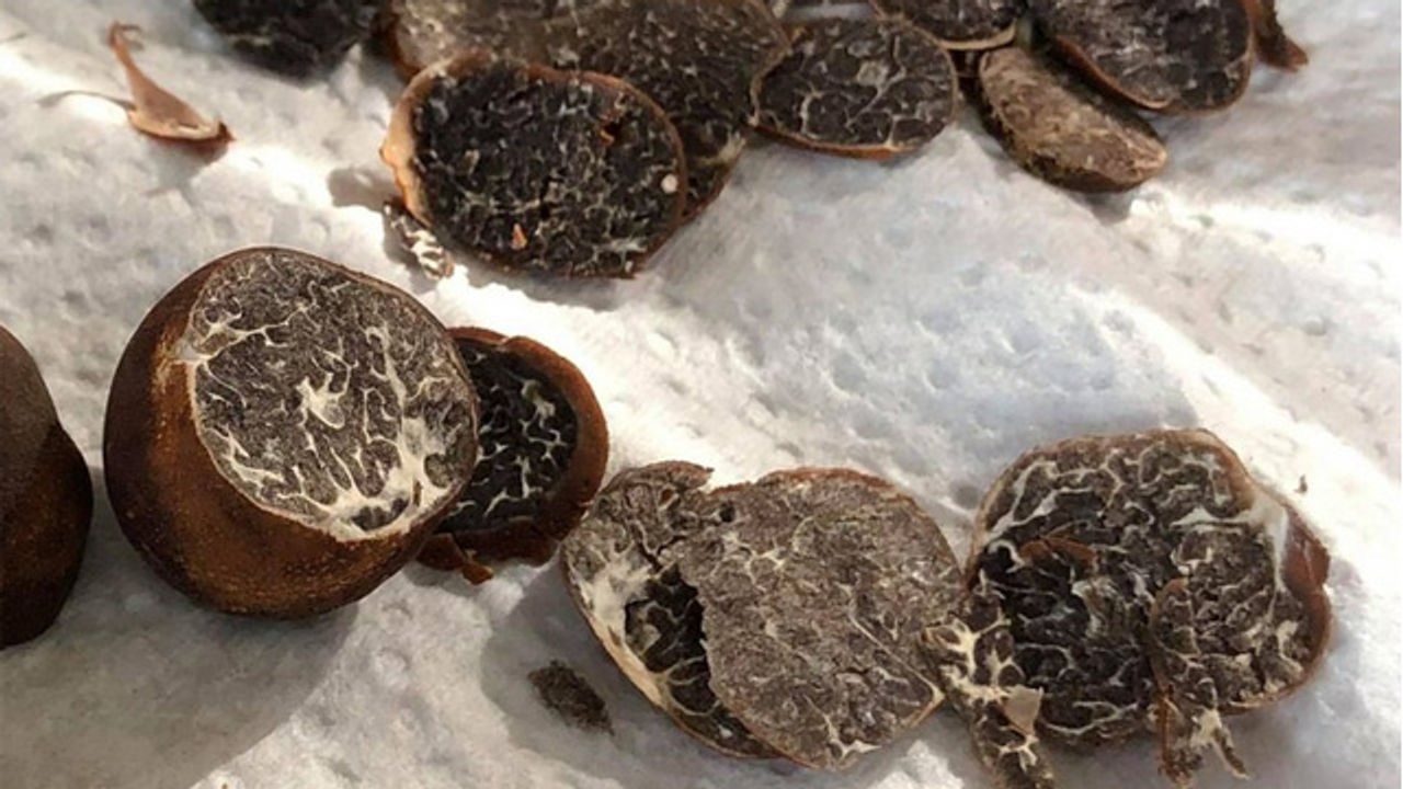 First Aroma Analysis Reveals Appeal of Appalachian Black Truffle